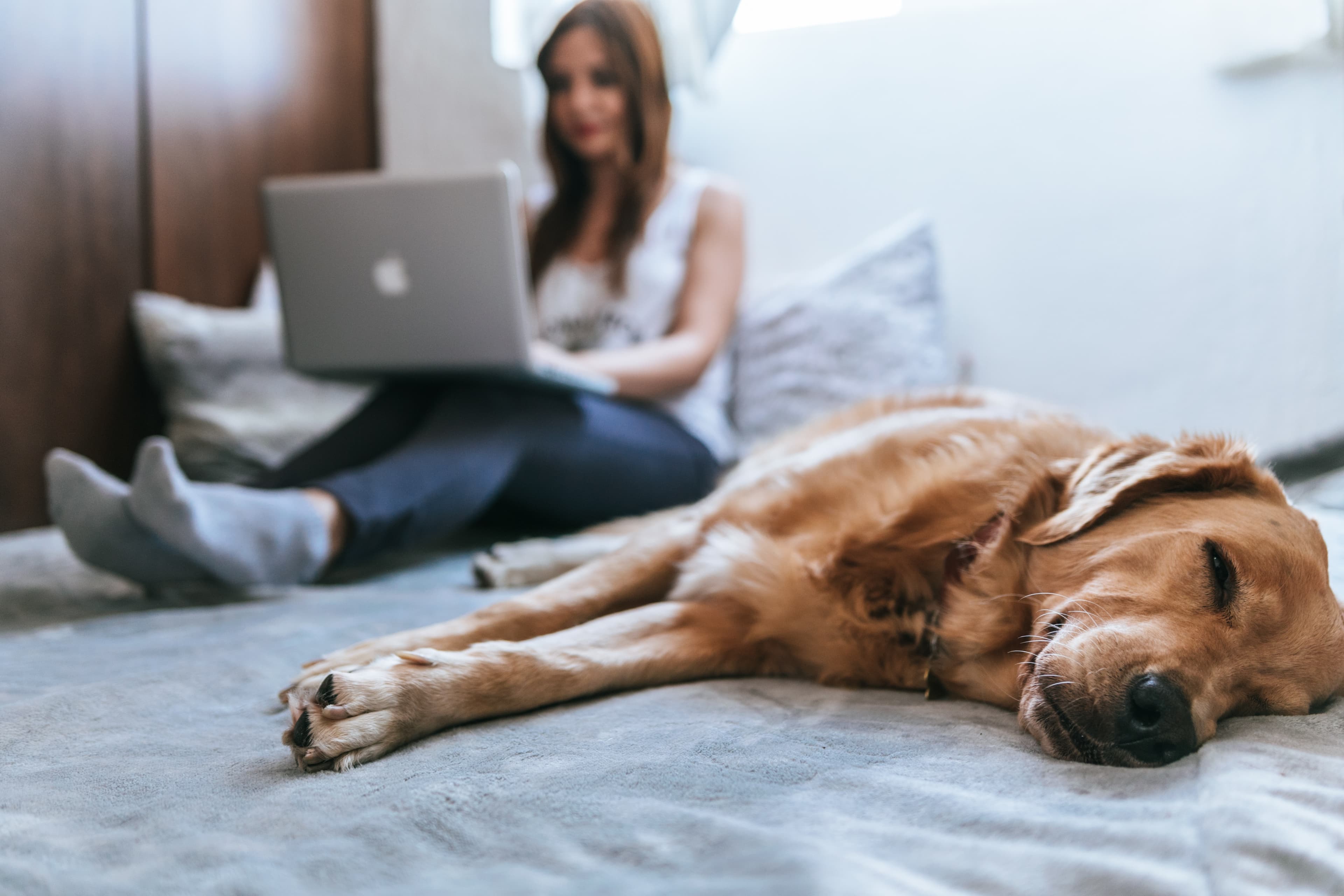 Woman emailing with dog in foreground